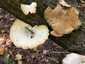 Sugaras likacsosgomba (Neofavolus alveolaris), Somogy